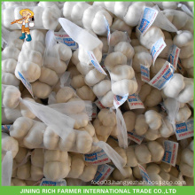 Jinxiang China Wholesale Pure White Garlic 5.5CM Mesh Bag In 10KG Carton